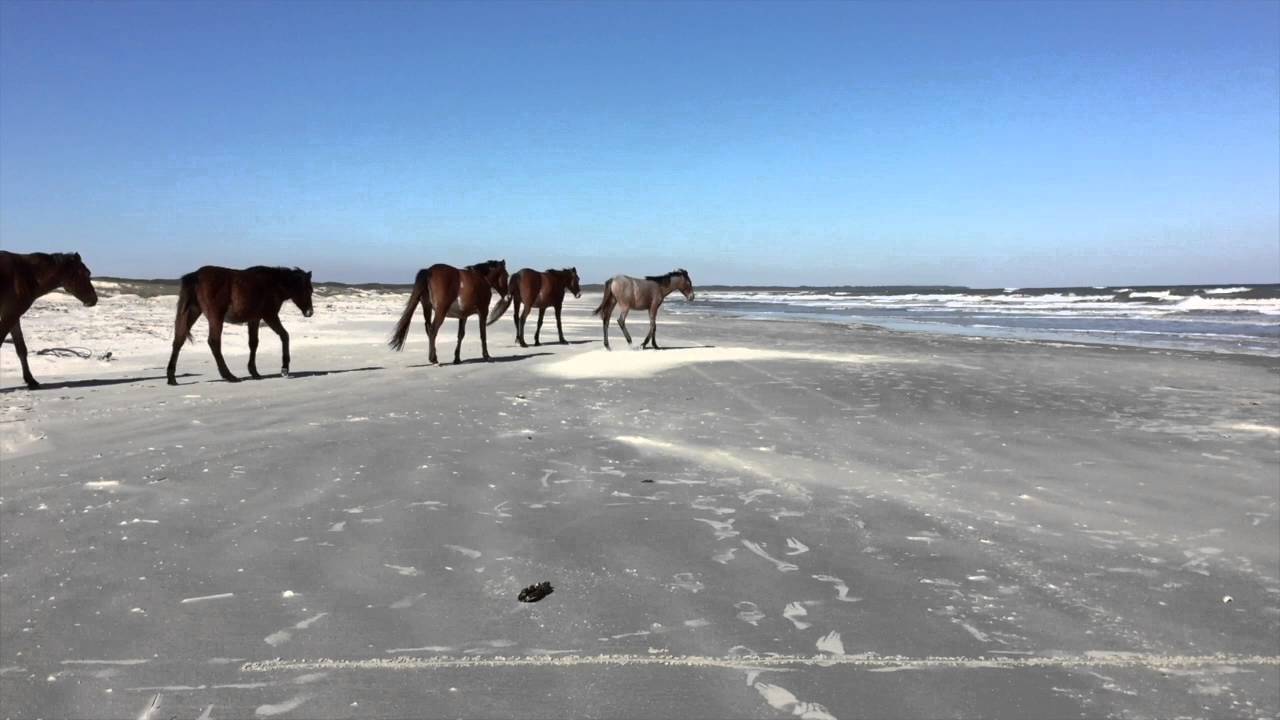 Cumberland Island